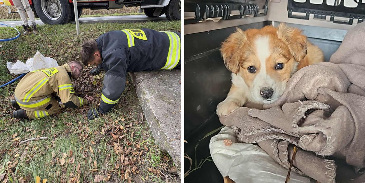 Bohaterska akcja ratunkowa – OTOZ Animals i strażacy uratowali trzy porzucone szczeniaki