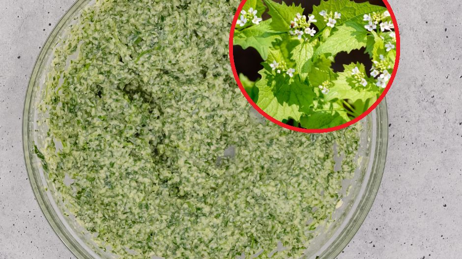 Czosnaczek jest traktowany jak chwast, a ma wiele leczniczych właściwości