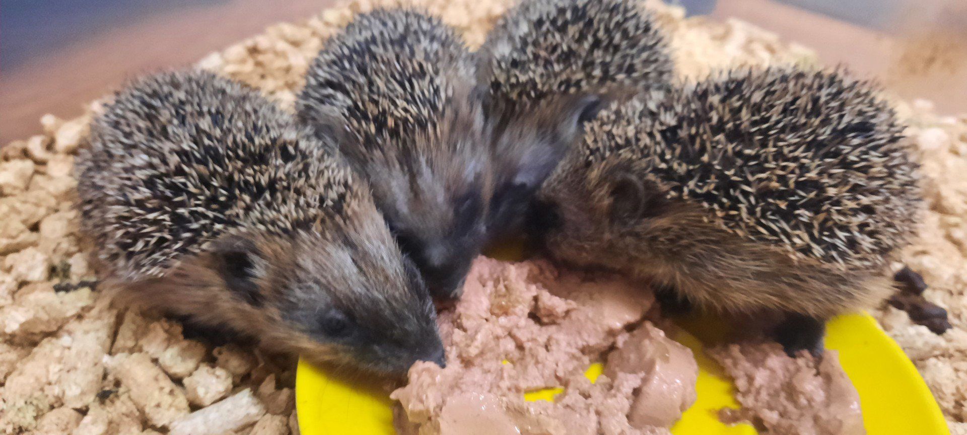 Jeże czasem potrzebują naszej pomocy