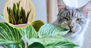 Masz w domu te rośliny doniczkowe? Uważaj na swojego kota