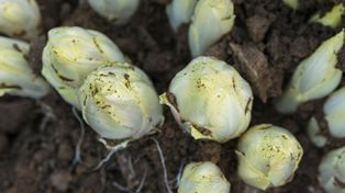 Pogromca cukrzycy, skarb dla wątroby. Chrup na zdrowie