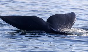 Wieloryby mogą żyć ponad sto lat. Sprawdzimy to za... sto lat