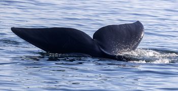 Wieloryby mogą żyć ponad sto lat. Sprawdzimy to za... sto lat