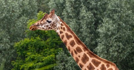 Warszawskie zoo bije rekordy popularności, ale potrzebuje wielkich inwestycji