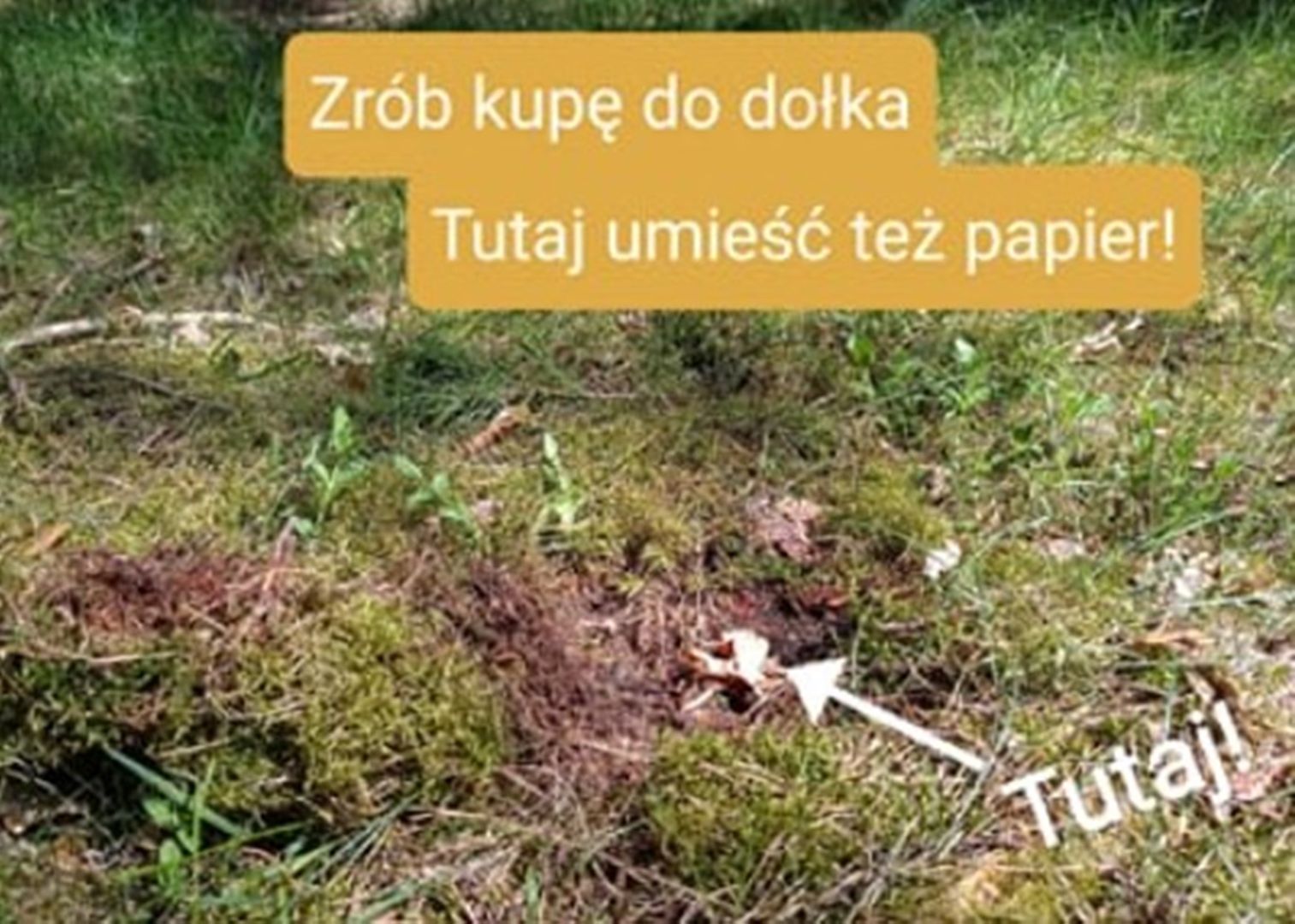 "Bądź jak borsuk". Lasy Państwowe uczą, jak załatwiać się w lesie