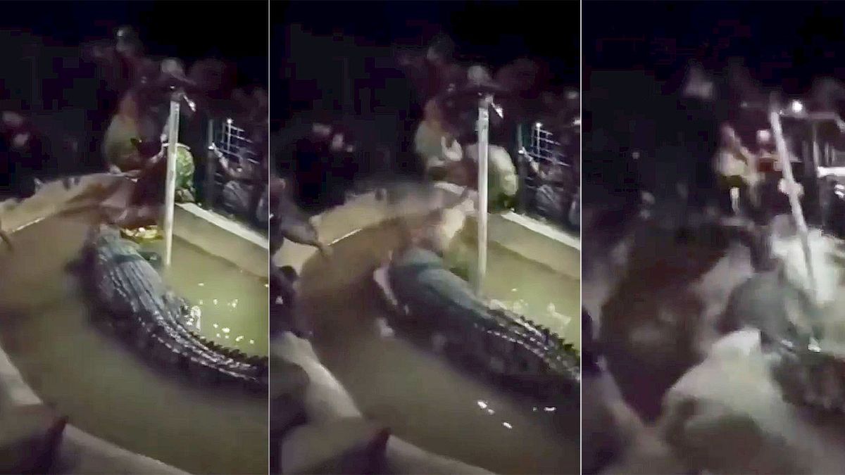 Dramatyczne nagranie ataku krokodyla w Indonezji