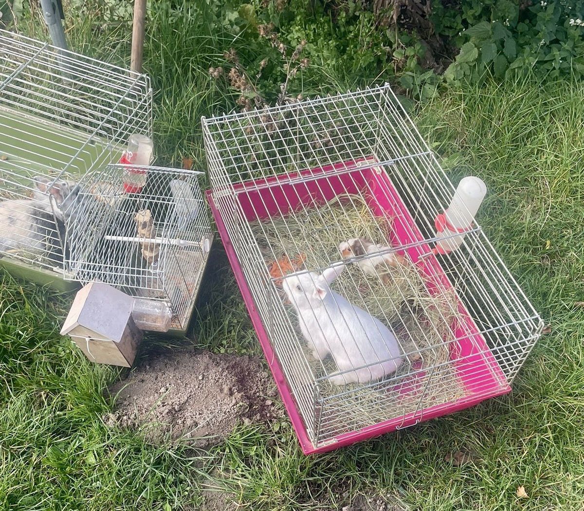 Kazanów-Kolonia: Policjantka uratowała zwierzęta z płonącego budynku