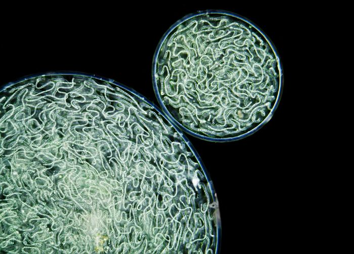 Mikrocuda na zwycięskich zdjęciach w konkursie Olympus BioScapes 10