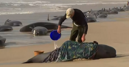 Koszmarny widok u wybrzeży Australii. Setki wielorybów na plaży