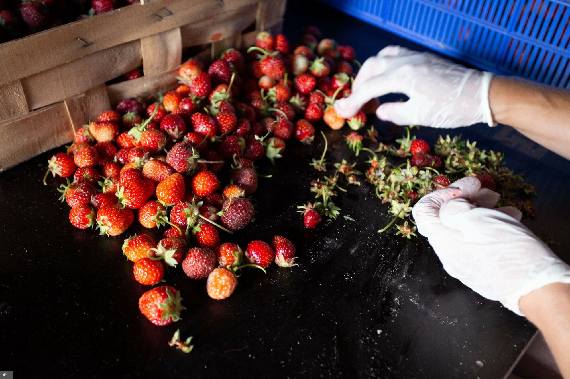 Zbieranie truskawek jest za drogie? 