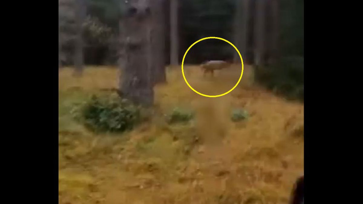 Ryś nagrany pod Szczecinkiem