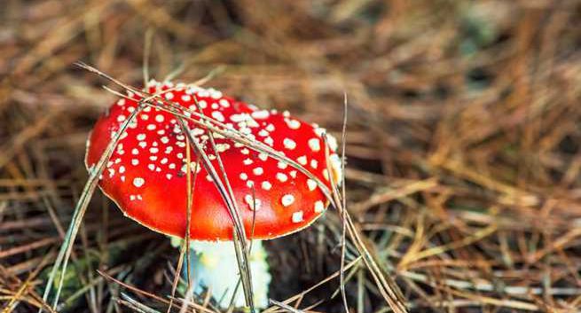 Ostrzeżenia przed niebezpieczną modą na posty w internecie z muchomorami