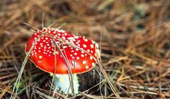 Ostrzeżenia przed niebezpieczną modą na posty w internecie z muchomorami