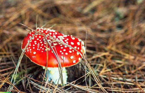 Ostrzeżenia przed niebezpieczną modą na posty w internecie z muchomorami