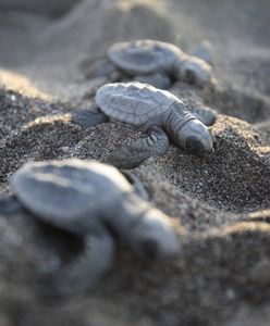 30 martwych żółwi w Japonii. "Niektóre dźgnięto nożem"