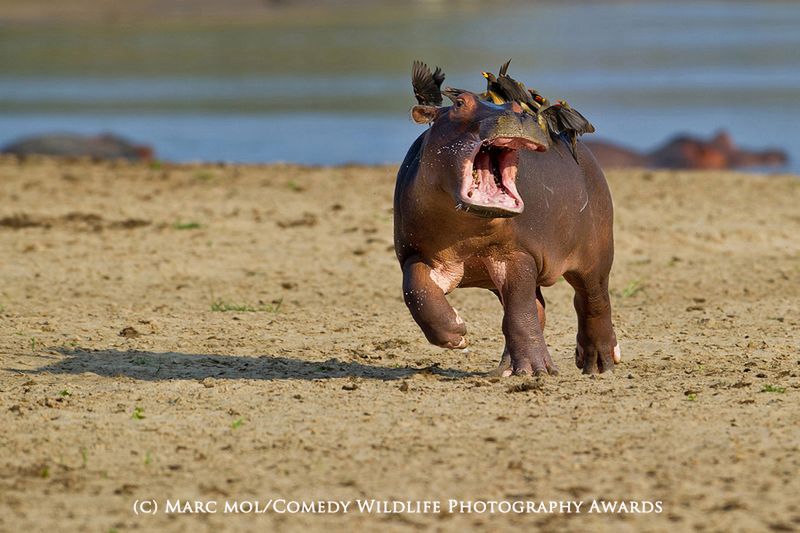 Fotografia przyrodnicza na bardzo wesoło, czyli konkurs 2015 Comedy Wildlife Photography Awards 2