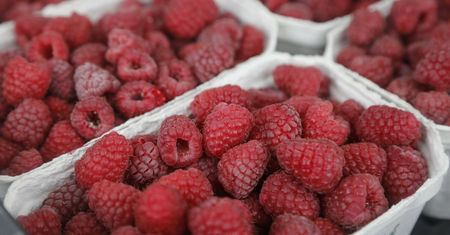 Dramat plantatorów malin. Branżę czekają zmiany. "Tracimy pozycję rynkową"