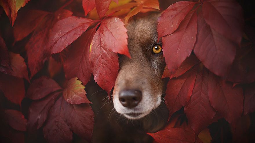 Jesienne portrety psów autorstwa Anne Geier rozjaśnią ponure dni 1