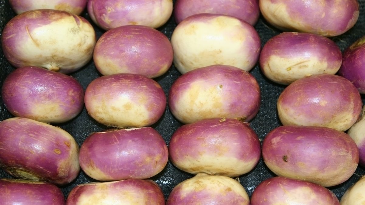 Brukiew to zapomniane w Polsce warzywo