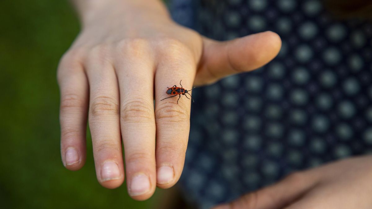 Kowale bezskrzydłe są bardzo pożyteczne