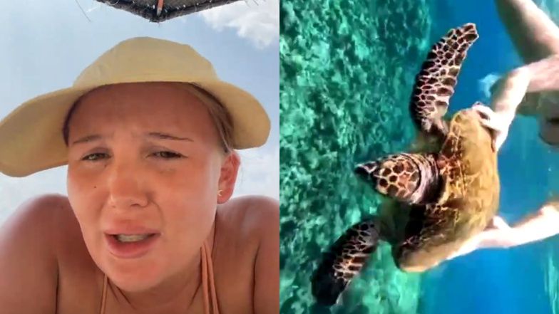 Glorianka męczy dzikie żółwie