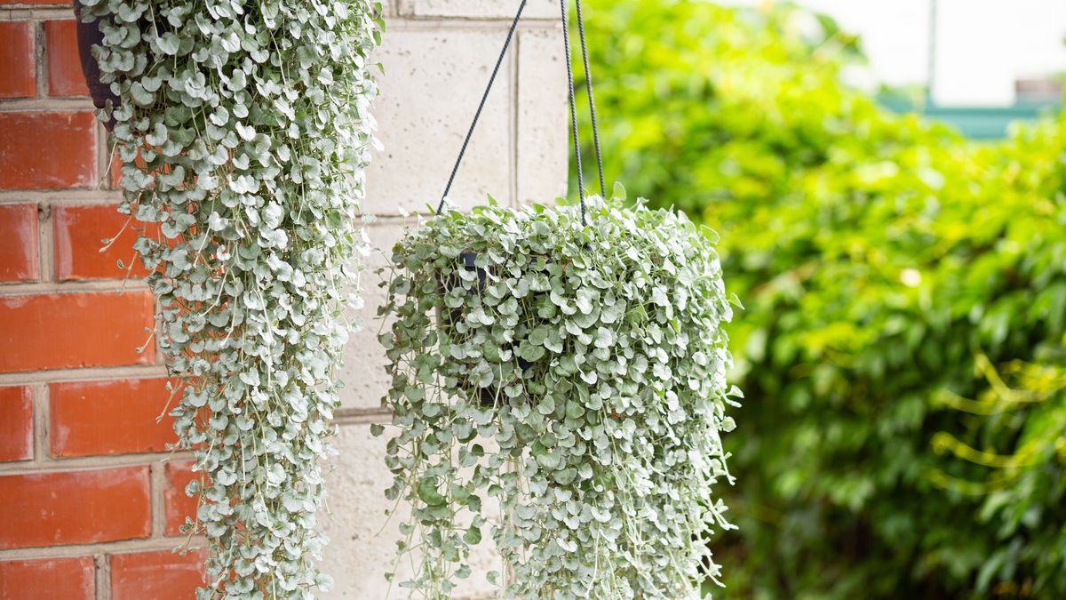 Silver Dichondra in a hanging planter, a plant for decorating a patio or terrace
Silver Dichondra in a hanging planter, a plant for decorating a patio or terrace. High quality photo
Kseniya Romazanova