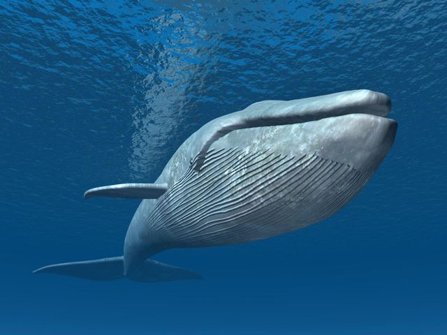 "Niebieski wieloryb" wciąga coraz więcej dzieci