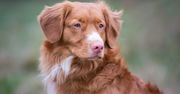 Mały pies o wielkiej energii. To Nova Scotia Duck Tolling Retriever
