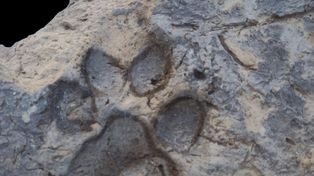 Archeolodzy przecierali oczy. W ruinach sprzed 4 tys. lat znaleźli coś  niespodziewanego