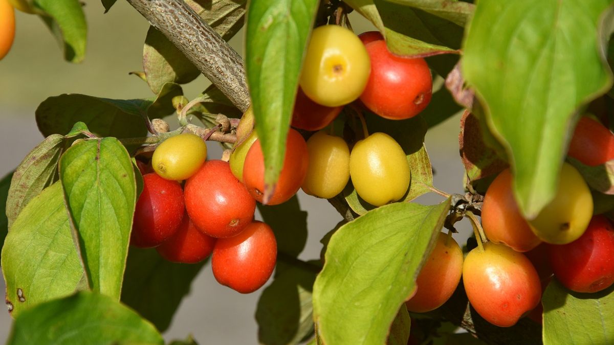 Dereń i jego cenne właściwości.