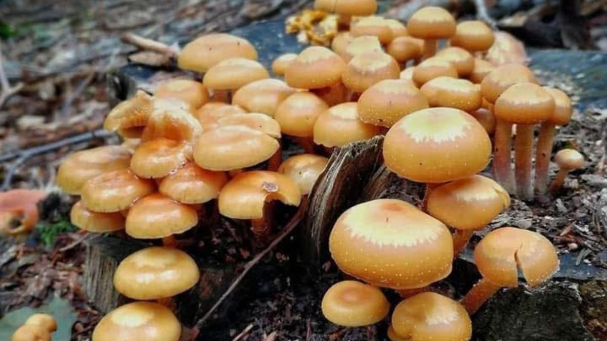 Rośnie na pniakach i martwym drewnie