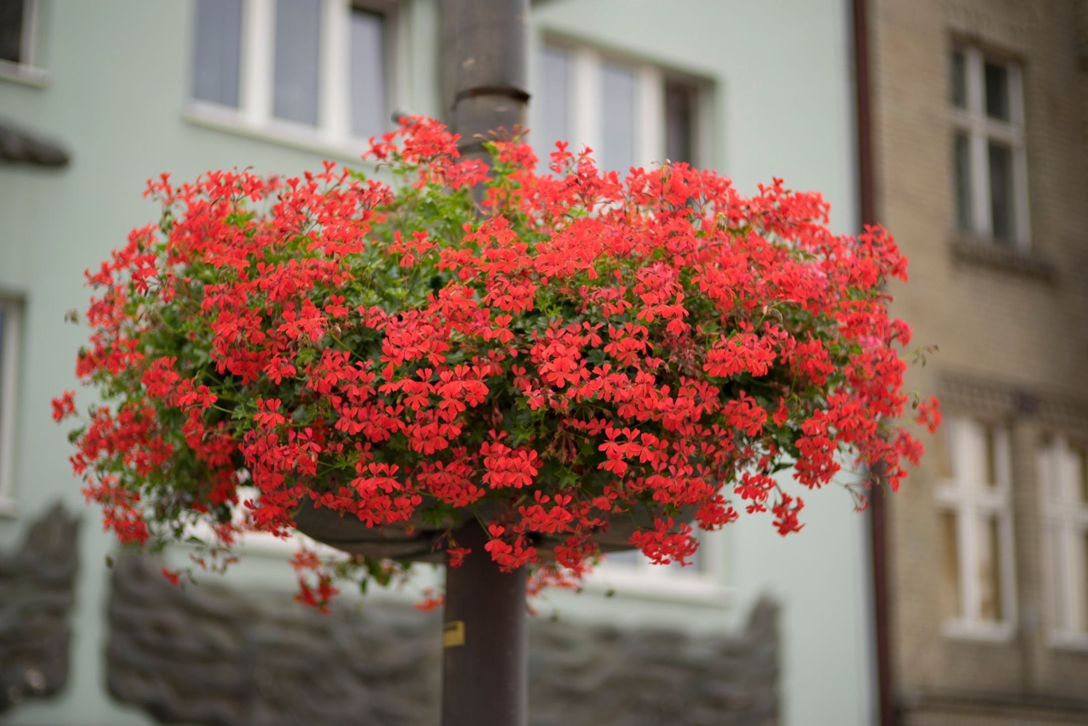 Voigtländer Heliar 75mm f/1.8 Classic - niedoceniany mistrz portretów 46