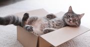 Dlaczego koty śpią w pudełkach? Odpowiedź jest bardzo prosta