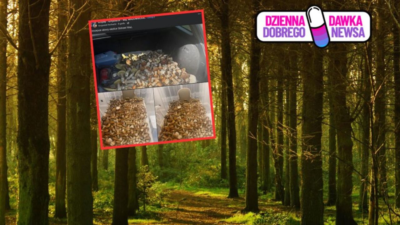 Pokazał wypełniony bagażnik. To się nazywa grzybobranie