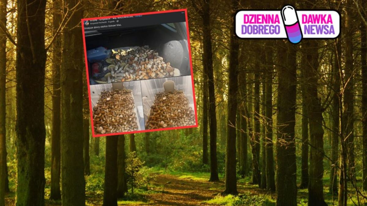 Internauta pokazał bagażnik pełen grzybów 