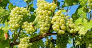 Jak zrobić wino z winogron? Przepis na domowe wino