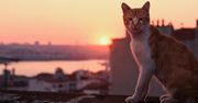 ''Kedi - sekretne życie kotów'': film o kotach, który podbił świat. Tylko u nas polski zwiastun [WIDEO]