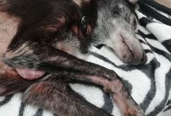 Wola. Wolontariusze znaleźli psa w strasznym stanie. Policjanci zapewnili eskortę do kliniki