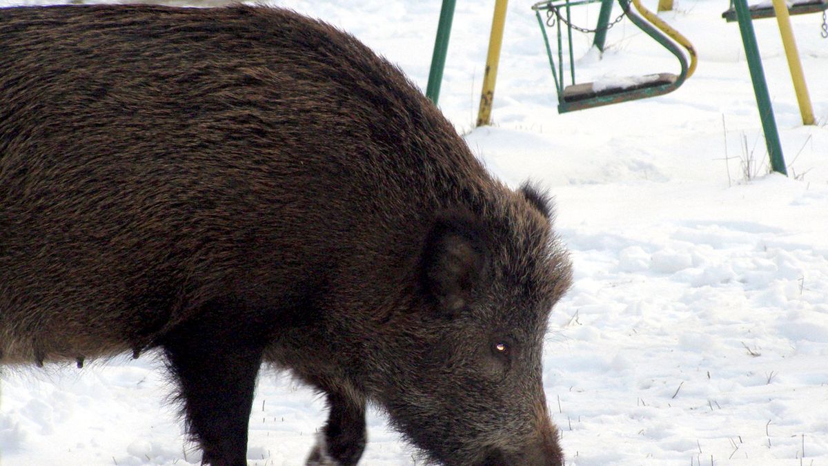 Dzik pojawił się przy placu zabaw