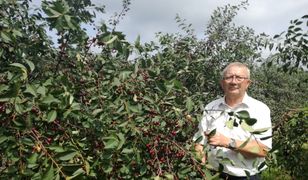 Były zbiory wiśni. Teraz za półdarmo można będzie zerwać jabłka