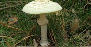Leśny zabójca. To najbardziej trujący grzyb w Polsce