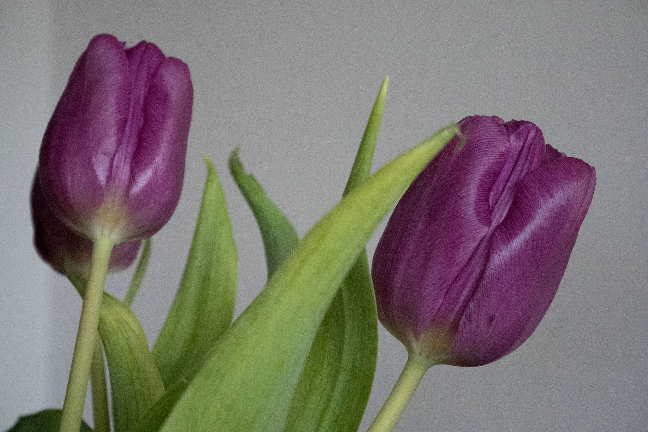 Panasonic Lumix GM5 – miniaturyzacja bez kompromisów [test] 100