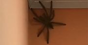 Pająk wielkości kota. Wideo tylko dla ludzi o mocnych nerwach
