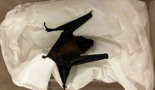 Warszawa. Nietoperz ukrył się pomiędzy rurami