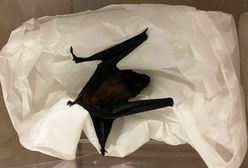 Warszawa. Nietoperz ukrył się pomiędzy rurami