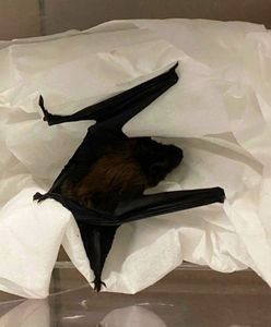 Warszawa. Nietoperz ukrył się pomiędzy rurami