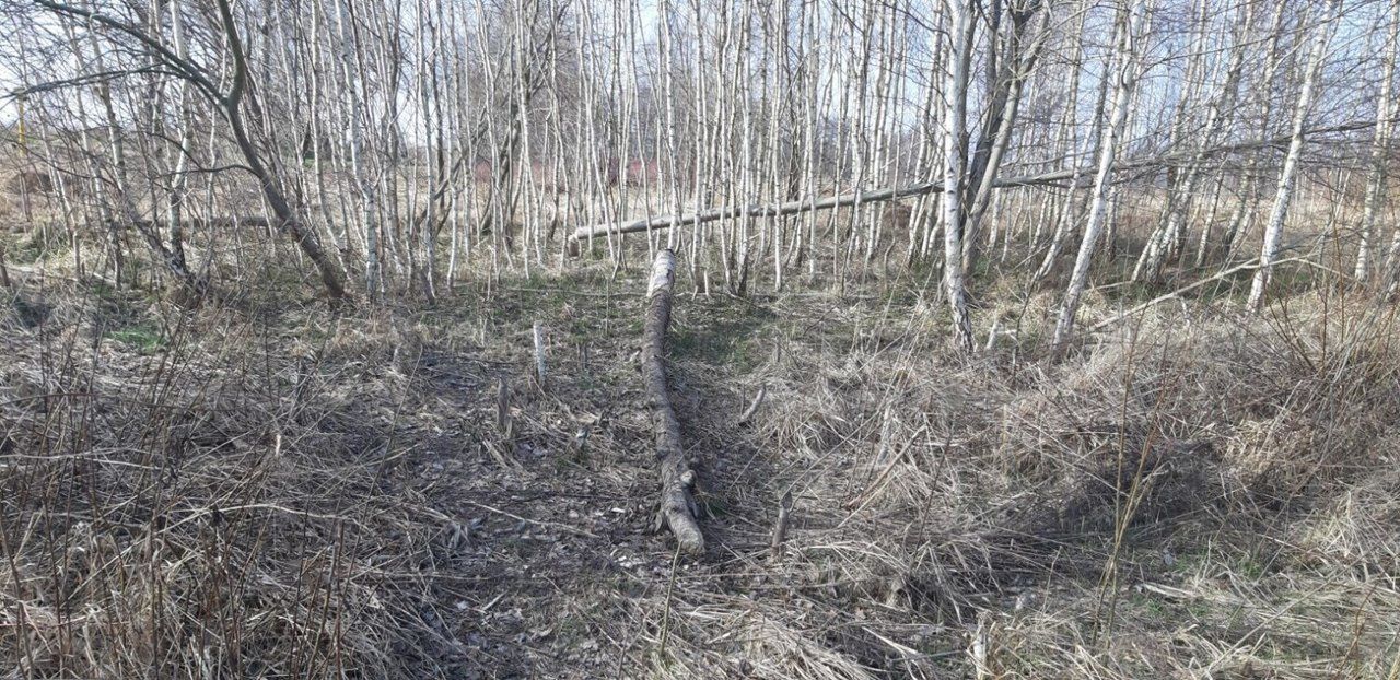 Skutki bytności bobrów w powiecie sławieńskim