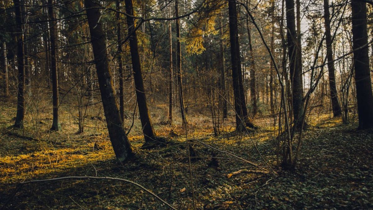 Lasy Państwowe zwiększają ochronę przyrody.