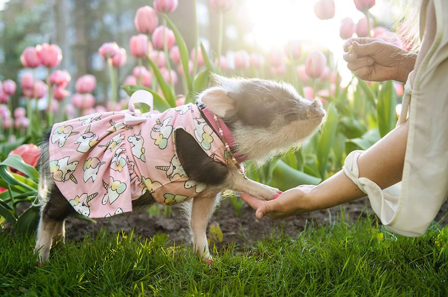 Zdjęcia świnki Fluffy od razu poprawią wam dzień 6