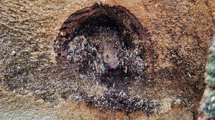 "Drzewko z niespodzianką". Leśnik aż zrobił zdjęcie